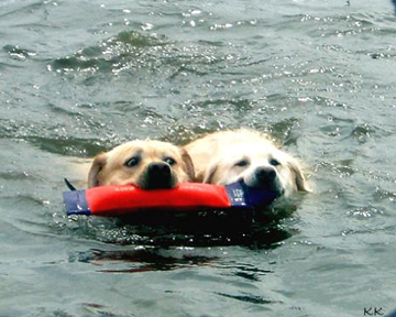 sailor & cooper swimming