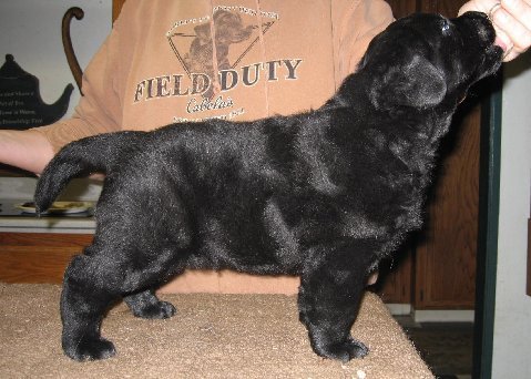 six weeks old