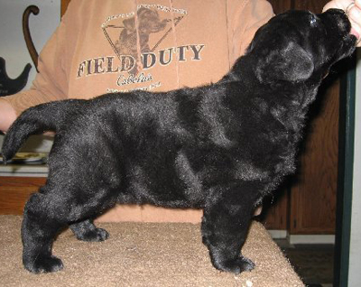 six weeks old