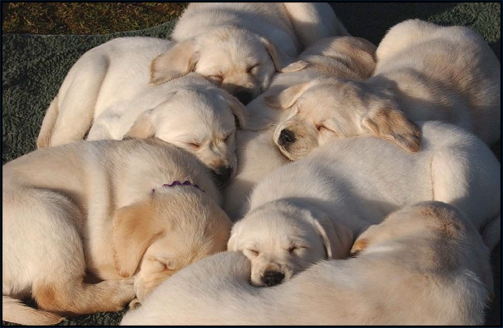 Sailors Litter