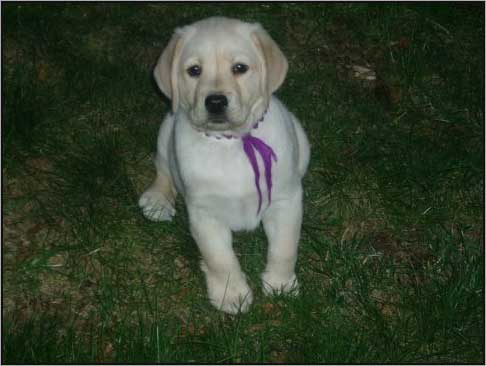 8 weeks