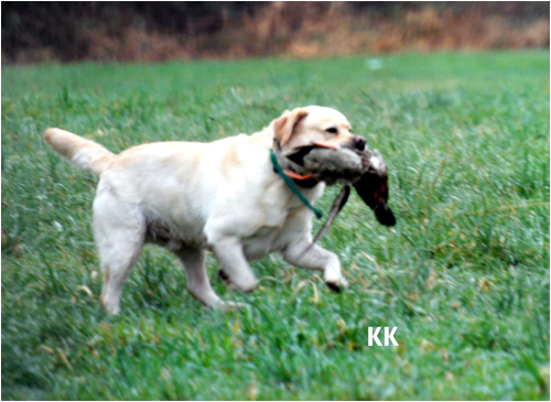 hunting photo 2
