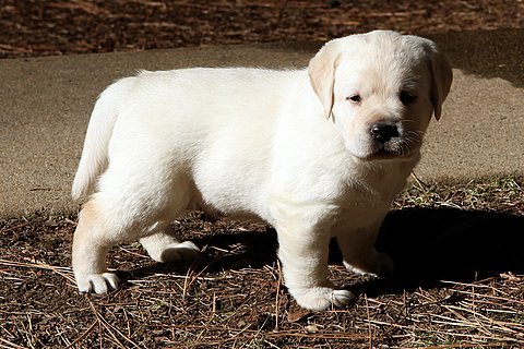 sailor sons 4 weeks