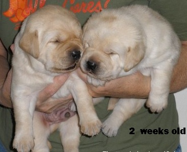 19 days old